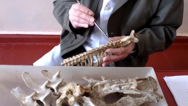 Анатомия животных Соединения костей Грудные позвонки, ребра, грудина смотреть онлайн