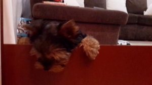 Йоркширский Терьер щенок лает громко