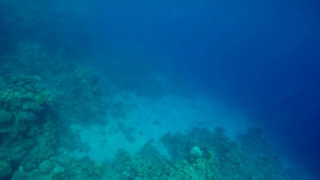 Крассное море - коралловый риф. Шарм Эль Шейх смотреть онлайн