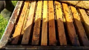 Работы на пасеке в мае. Расширение пчелосемей. Вывоз части ульев на новый точок. 26 мая 2022г.