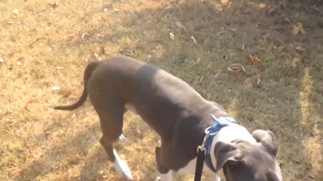 Cane aggressivo coi maschi?? Ecco cosa fare смотреть онлайн