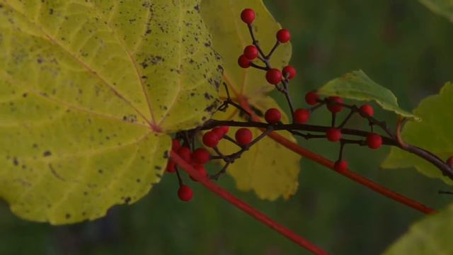 MELODY FOR GIORA - MELODY OF LOVE - BEATRIX BECKER - KLAVIERMUSIK смотреть онлайн