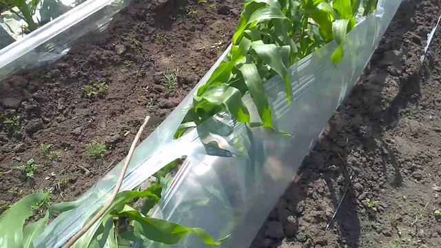 Сладкая кукуруза,освобождение из пленочного плена.... смотреть онлайн