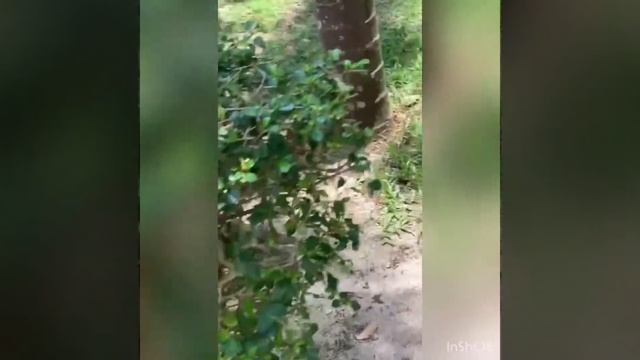 Варан нападение но ему оторвали хвост! Варан смотреть онлайн