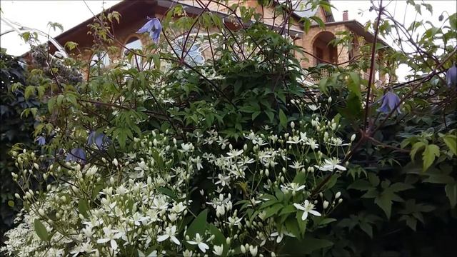 Цветение сада в августе. Розы, лилии, гортензии и клематисы!