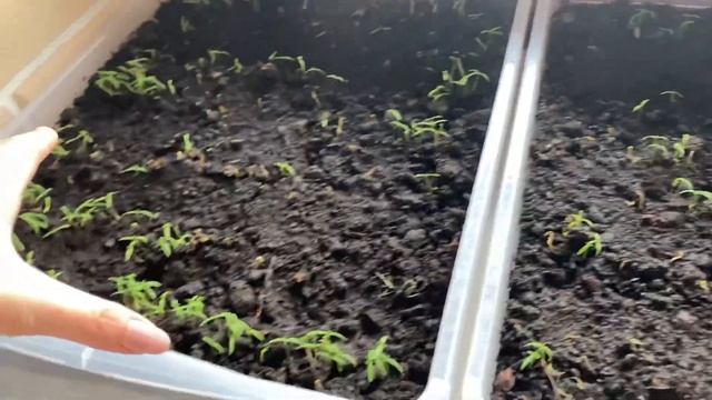 Почему погибает туя | Туя желтеет | Саженцы погибают