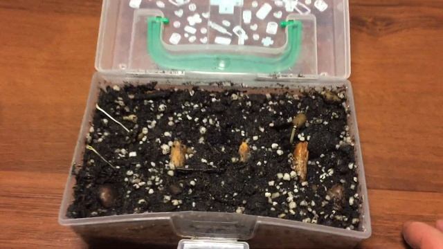 Как вырастить РАМБУТАН!!! УСПЕШНО ПРОРОС!!! смотреть онлайн