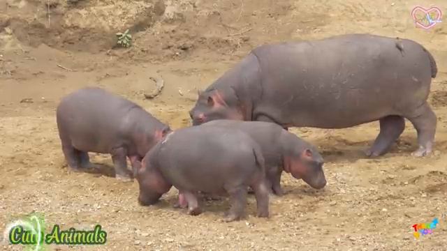 Funny farm animal moments: Elephant, Fox, Chicken - Wildlife Animals Relaxation Film 4K смотреть онлайн