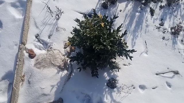 Мои розы зимой. Февральский солнечный день! Приглашаю на прогулку!!! смотреть онлайн