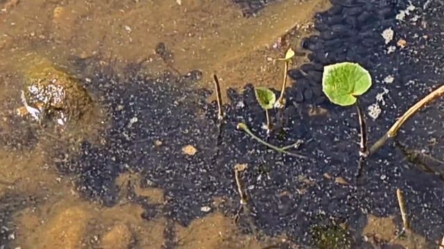 Пермский край, день I. Ручные головастики, гигантская герань, реки по колено. смотреть онлайн