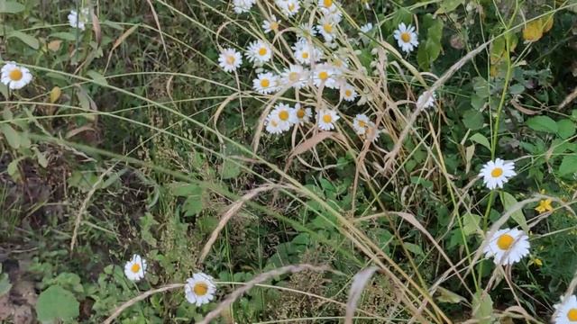 VID 20220725 203245 Поле колосится рожь 1962 (Г. Айги)...Павел Васильев Лахтинский смотреть онлайн