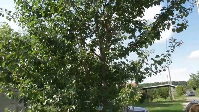 Поздний абрикос из косточки - мой опыт на наглядном примере смотреть онлайн