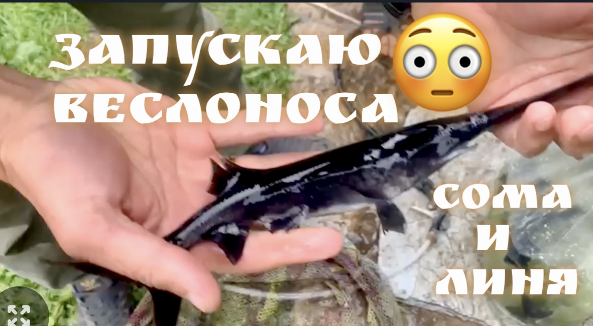 Рыбе 300 млн лет! Запускаю ВЕСЛОНОСА в пруд! Уникальный эксперимент с реликтовой рыбой! смотреть онлайн