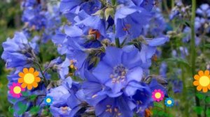 Синюха голубая. Краткий обзор: Синюха голубая описание характеристик, где купить саженцы