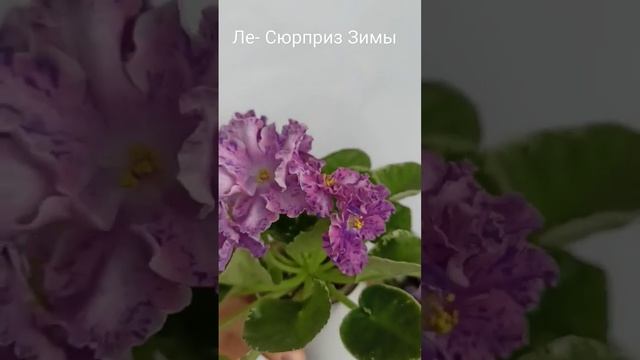 Цветущая фиалка Ле- Сюрприз зимы смотреть онлайн