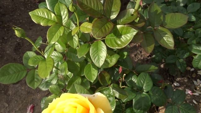 Rosa Var. Michelangelo