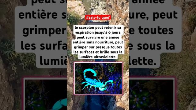 Informations étranges sur le Scorpion | #information #culture смотреть онлайн