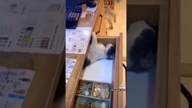 кот спит. смотреть онлайн