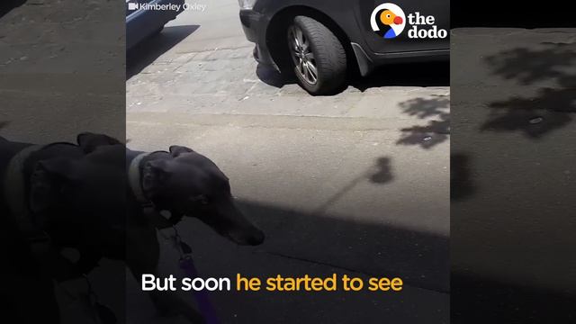 Rescue Greyhound Dog Loves To Race Around His New Forever Home - BLUE | The Dodo смотреть онлайн