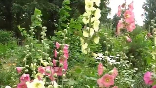 Фламенко для цветов смотреть онлайн