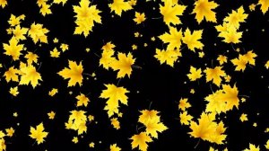 Кленовые листья сдувает ветер - футаж для видео монтажа на черном и зеленом фоне | Бесплатные футаж