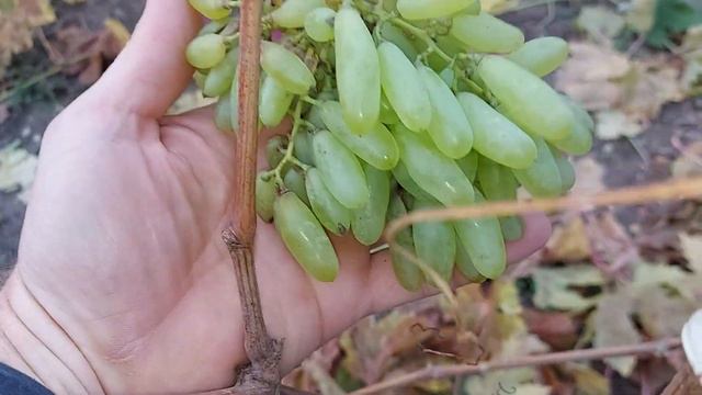 Результаты прививки чёрное в чёрное. смотреть онлайн