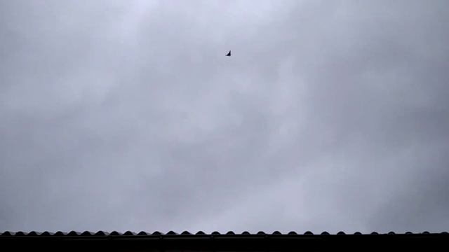 дубль 2)Мои николаевские голуби?(пискун 1:15, пара 1:30 в дождик, чей чужак?!) смотреть онлайн