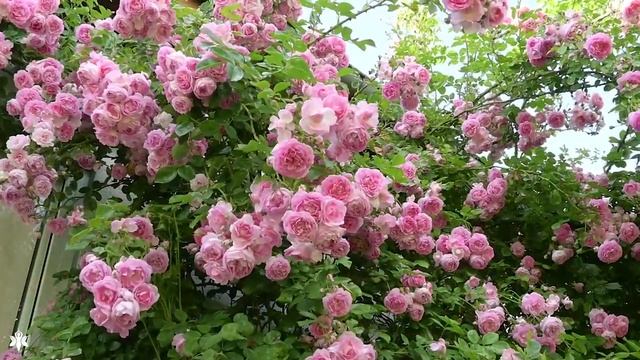 Музыка лечит сердце и сосуды ? Успокаивающая музыка восстанавливает нервную систему, расслабляющая смотреть онлайн