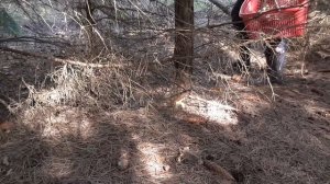 Всем грибалкам грибалка! Грибы увели глубоко в лес