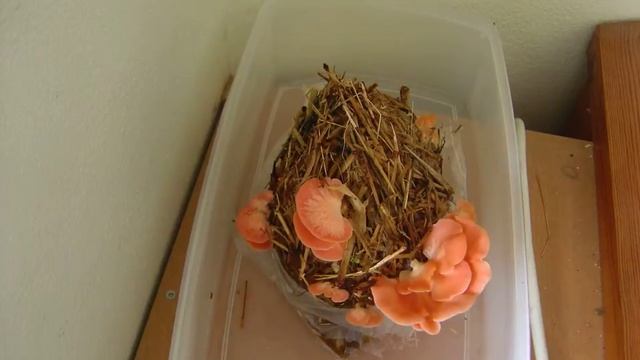 Um dia de crescimento dos meus Pleurotus djamor смотреть онлайн