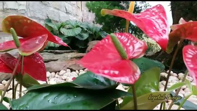anthurium mickey/anthurium red смотреть онлайн