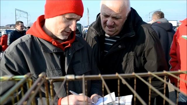 Конкурс голубей,Курский турман. смотреть онлайн