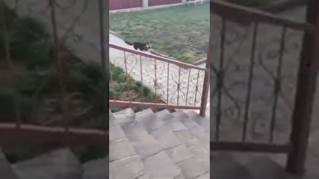 Щенок и его мать играют смотреть онлайн