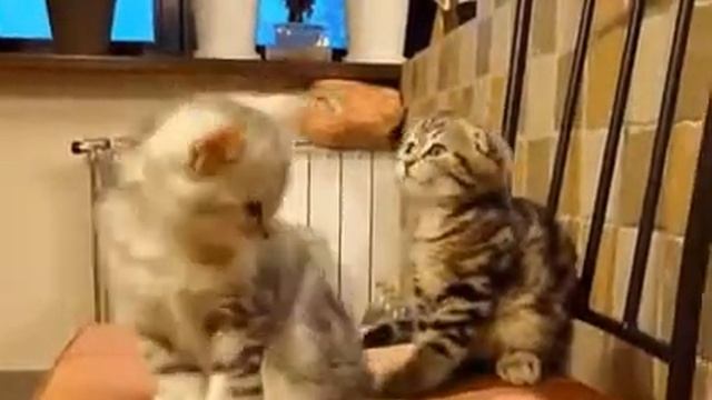 Отличная когти чесалка смотреть онлайн