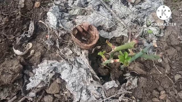 Предварительные результаты зимнего черенкования. Влог. смотреть онлайн