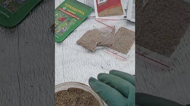 сею астры применяя защиту от болезней. смотреть онлайн