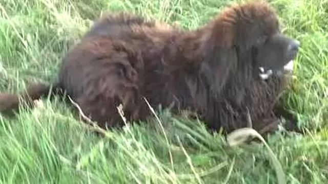 Хозяин запер собаку на даче. Через неделю он вернулся и не поверил своим глазам❗ смотреть онлайн