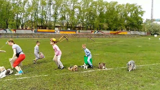 Турнир по служебному собаководству в Нижнем Тагиле. Студия "Ангельские псы" смотреть онлайн