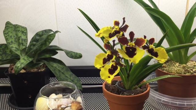 ЗАЦВЕЛА ОРХИДЕЯ TOLUMNIA(hybrid)!!! смотреть онлайн