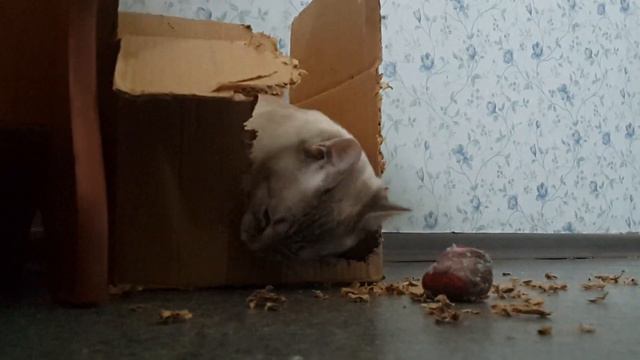 Кузя - бобр!!! смотреть онлайн