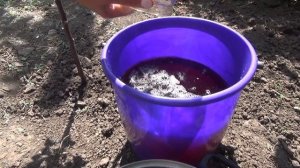 Применение отвара луковой шелухи от вредителей. Эксперимент и результат.