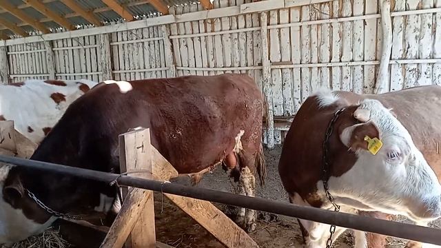 В каком возрасте лучше всего ставить бычков на откорм
