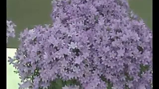 Rosa-Danica A/S Campanula Portenschlagiana blueOne смотреть онлайн