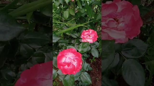 #Роза Ностальжи #Shorts #садвцветах #розы #rose #flowers#розарий смотреть онлайн