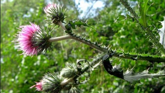 Секреты Чертополоха: Исцеление Изнутри и Снаружи смотреть онлайн