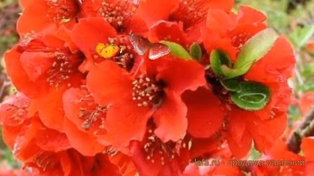 Айва великолепная Файр Дэнс (chaenomeles fire dance) ? обзор: как сажать, саженцы айвы Файр Дэнс смотреть онлайн