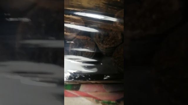 как правельно посадить семена эустомы. смотреть онлайн