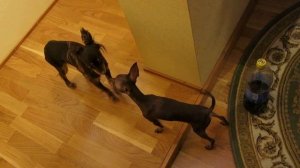 Знакомство Пражского крысарика с Той-терьером