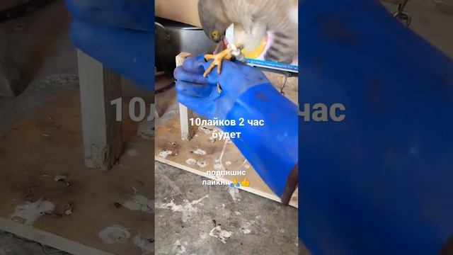 ястреб тювик обучения смотреть онлайн