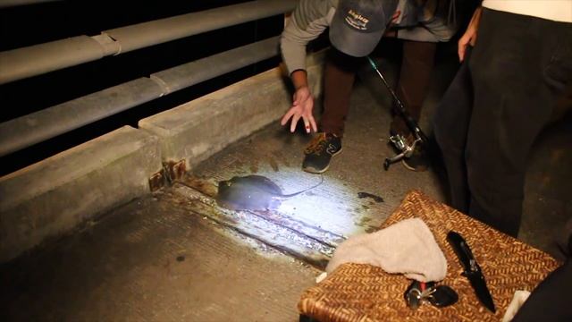 Florida Fishing: Artificial Gulp Shrimp VS Live Shrimp смотреть онлайн